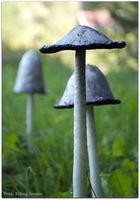 Matblekksopp, Coprinus Comatus